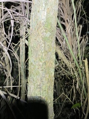 Pittosporum viscidum