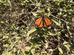 Danaus plexippus