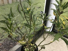 Danaus plexippus