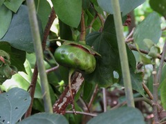 Sonneratia caseolaris