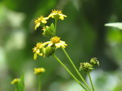Tridax procumbens