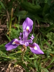 Moraea sisyrinchium