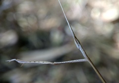 Schizocephala bicornis