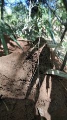 Schizocephala bicornis