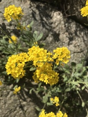Aurinia saxatilis