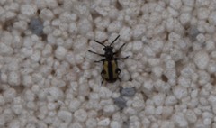 Crioceris paracenthesis