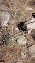 Muhlenbergia emersleyi