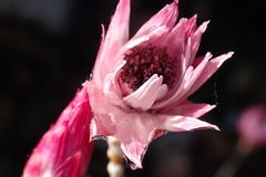 Syncarpha canescens canescens