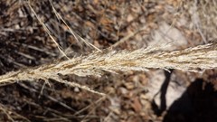 Muhlenbergia emersleyi