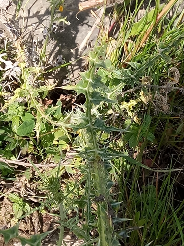 Scolymus grandiflorus image