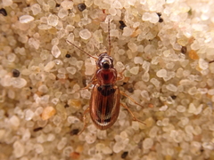 Dicheirotrichus placidus