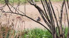 Melospiza melodia image