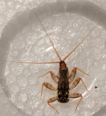 Maccaffertium smithae