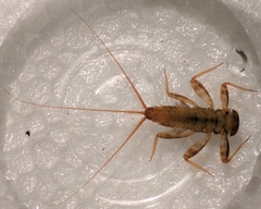 Maccaffertium smithae