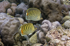 Chaetodon punctatofasciatus
