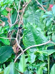 Leptocoma brasiliana