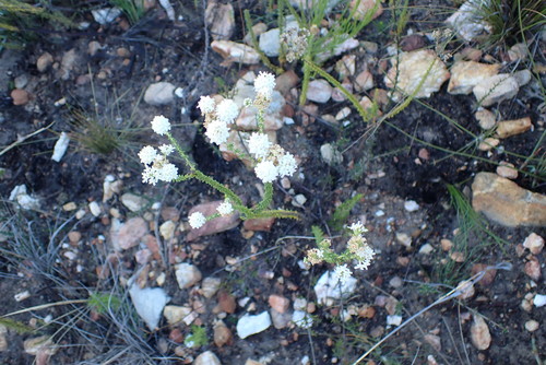 Image of Selago glomerata by no rights reserved