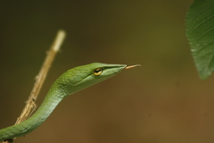 Isabella Whipsnake photo 3