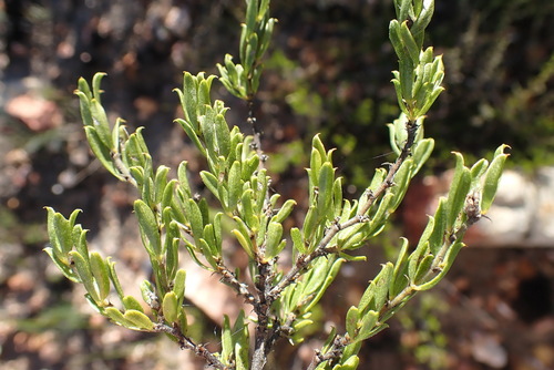 Image of Psoralea heterosepala by no rights reserved