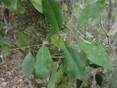 Olea capensis macrocarpa