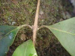 Olea capensis macrocarpa