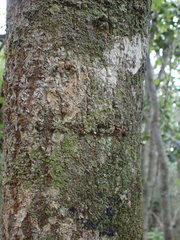 Olea capensis macrocarpa
