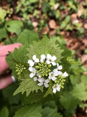 Alliaria petiolata