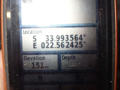 Olea capensis macrocarpa