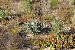 Leucospermum × hybridum