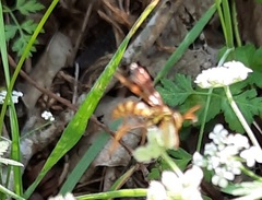 Polistes apachus