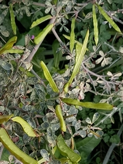 Calicotome spinosa