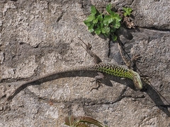 Podarcis siculus