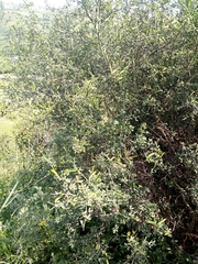 Calicotome spinosa