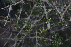 Euhexomyza coprosmae