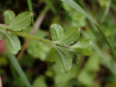 Galium formosense