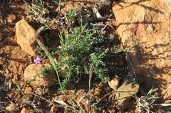 Jamesbrittenia pinnatifida
