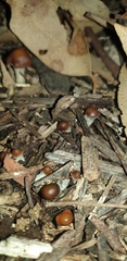 Psilocybe subaeruginosa