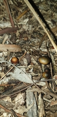 Psilocybe subaeruginosa