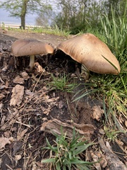 Fungi