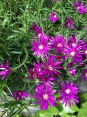 Delosperma lydenburgense