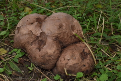 Calvatia nipponica