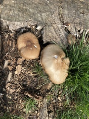 Fungi