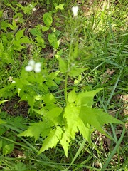 Cardamine leucantha