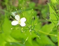 Cardamine leucantha