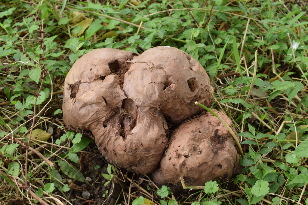 Calvatia nipponica · July 2015 · photo: © heikindai_87 (iNaturalist, cc0)