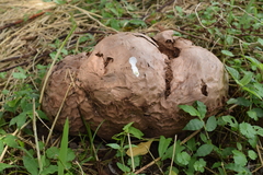 Calvatia nipponica