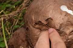 Calvatia nipponica