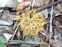 Teloschistes inflatus