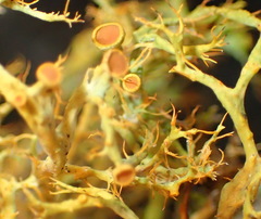 Teloschistes inflatus