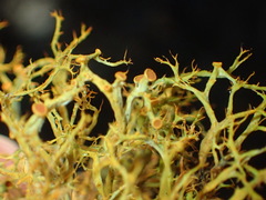 Teloschistes inflatus